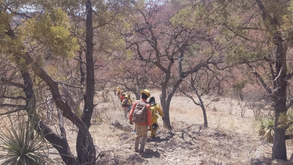 Gobierno de Sonora combate incendio forestal en Arizpe