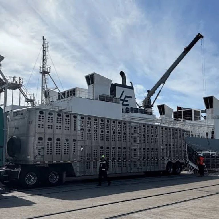 Nuevamente llegarán a Mazatlán vacas desde Australia en una embarcación