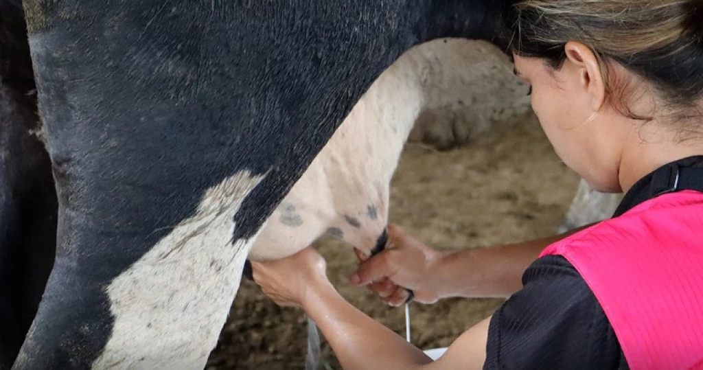 Ganaderos siguen sin tener un precio justo en la venta de leche a empresas pasteurizadoras