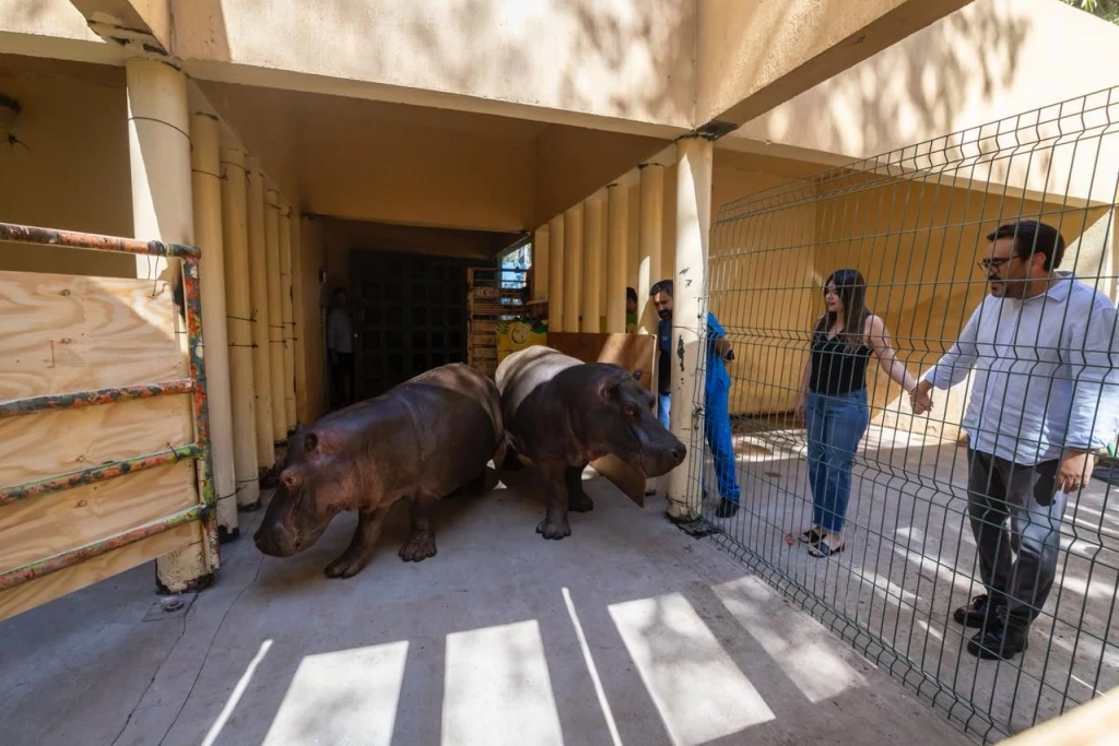 ¡Llegan dos nuevos hipopótamos al Zoológico de Culiacán!