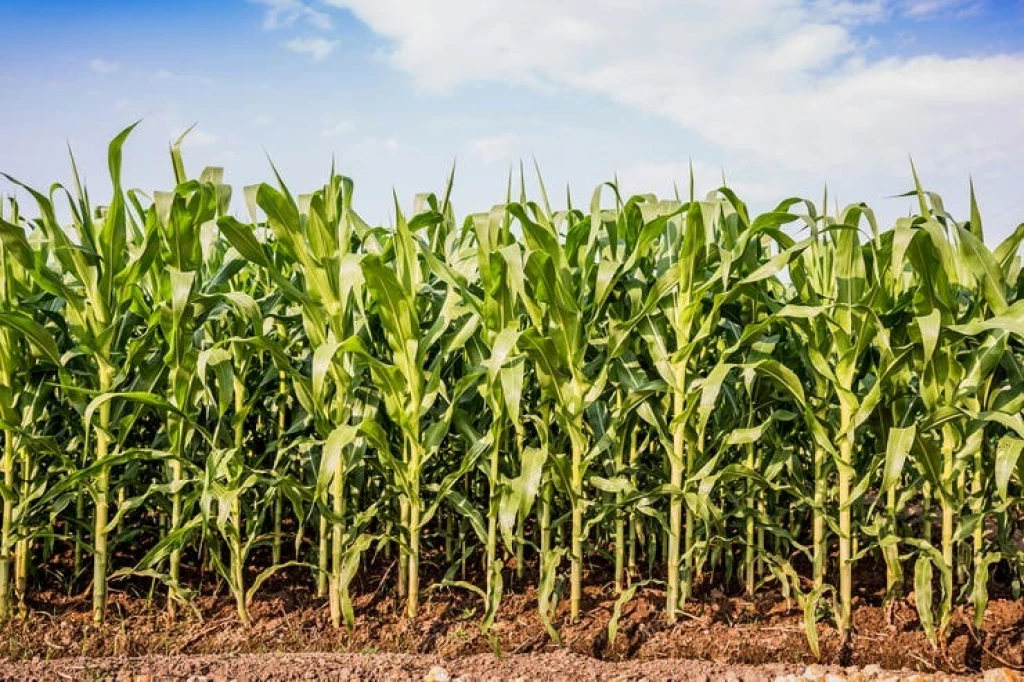 Fluyen los pagos de maíz, agricultores reciben 6 mil pesos  por tonelada: AARFS