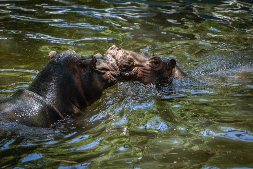 ¡Bienvenidos al Zoo Culiacán! Familias dan la bienvenida a la nueva pareja de hipopótamos
