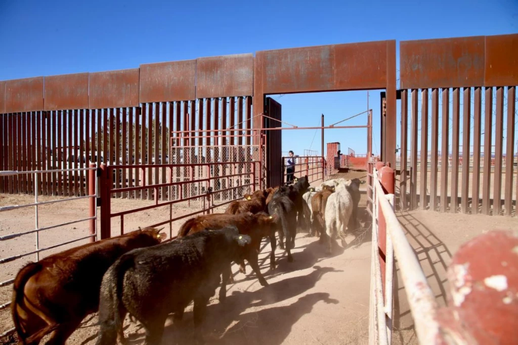 Anuncia Gobernador Durazo próxima reapertura para cruce de ganado por Agua Prieta a Estados Unidos