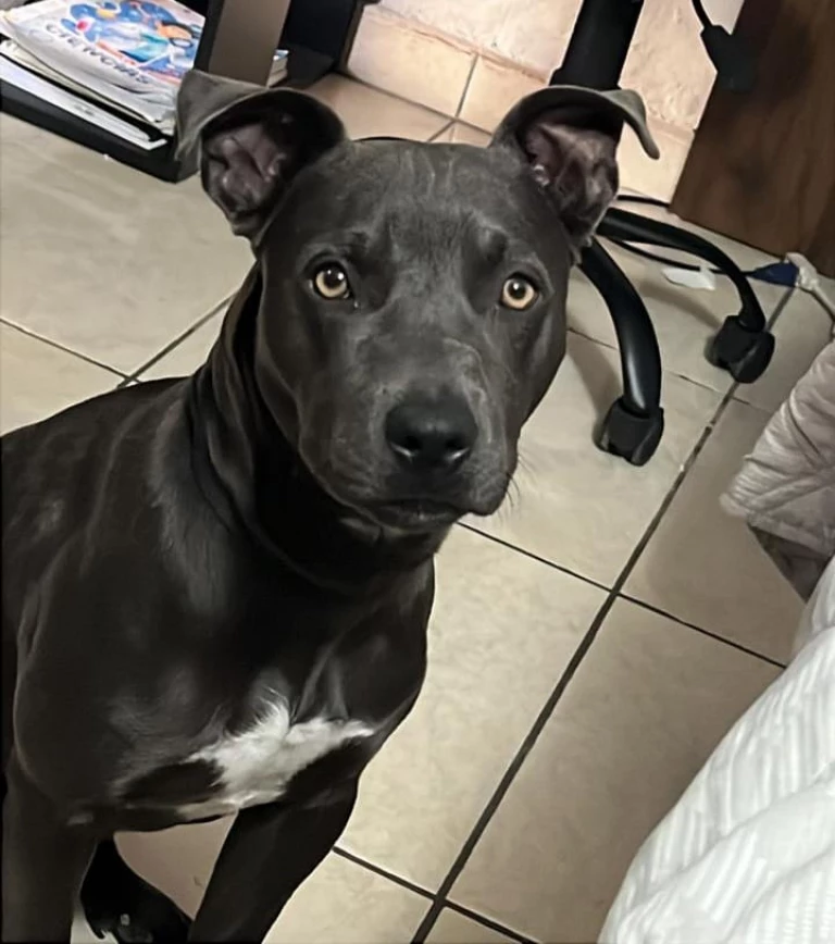 Buscan a perrito perdido en Mazatlán; responde al nombre de Max