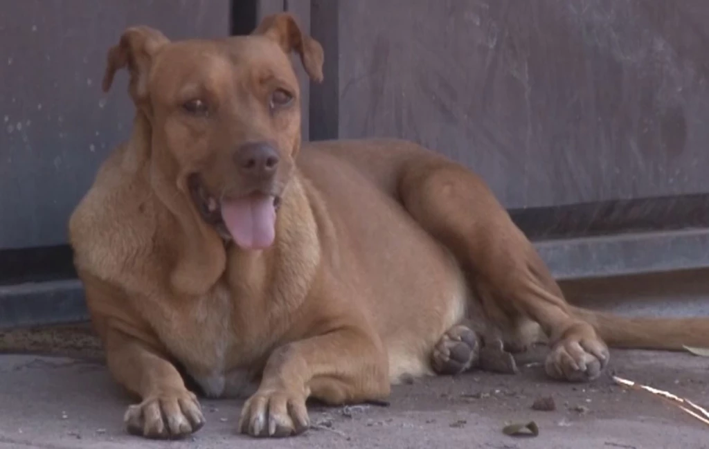 Cuide a sus mascotas de las altas temperaturas