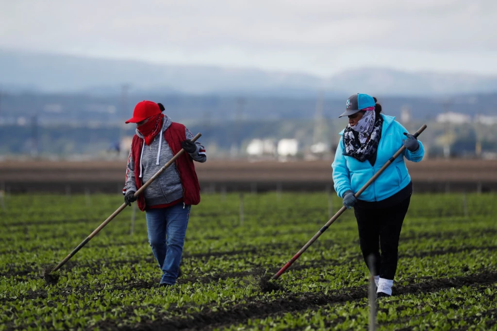 No se entendió propuesta de E.U. sobre trabajadores del campo indocumentados