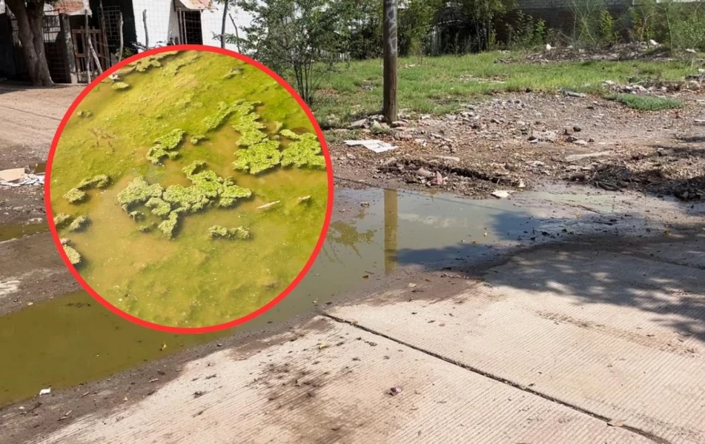 ¡Atención! Reportan encharcamientos y contaminación en la colonia 28 de Junio en Los Mochis