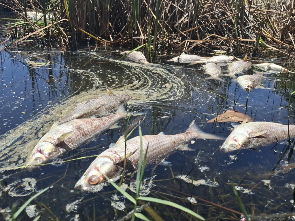 Aparecen peces muertos en la Laguna del Camarón de Mazatlán