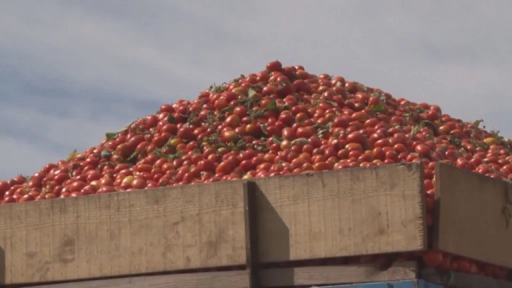 México ya prepara una estrategia por el arancel al tomate
