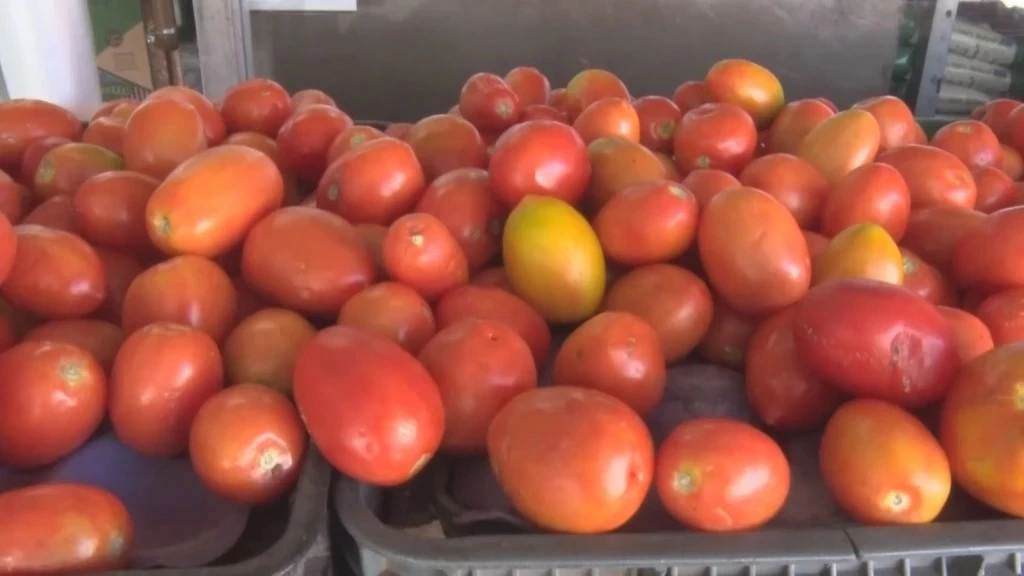 Hay opciones para apoyar a pequeños productores de tomate