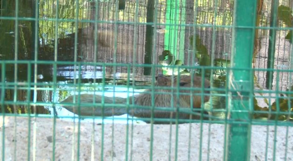 El capibara se convierte en el atractivo del zoológico de Culiacán