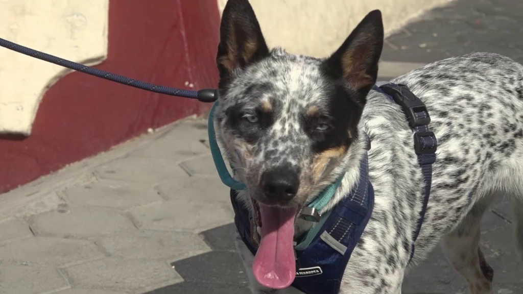 ¡Hoy es el Día de nuestros amigos de cuatro patas! Este 21 de julio se festeja el Día del Perro