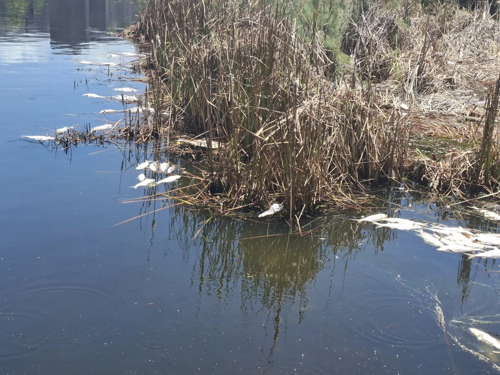 Ecología de Mazatlán declaró que el arrastre de materia orgánica provocó la muerte masiva de peces