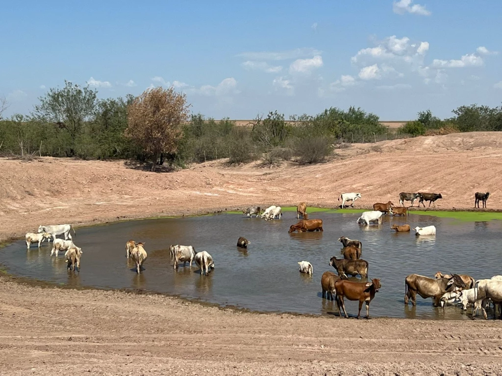 Llama la URGS no malbaratar el ganado y prepararse con la siembra de alimento