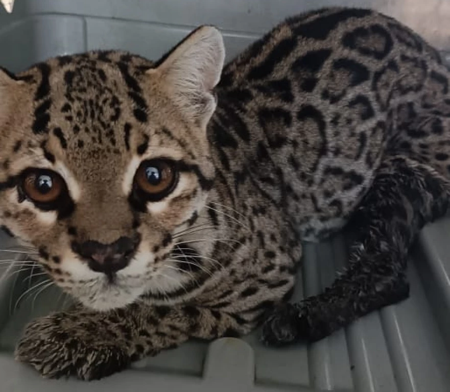 Familia rescata a felino silvestre atropellado y Gran Acuario Mazatlán lo atiende