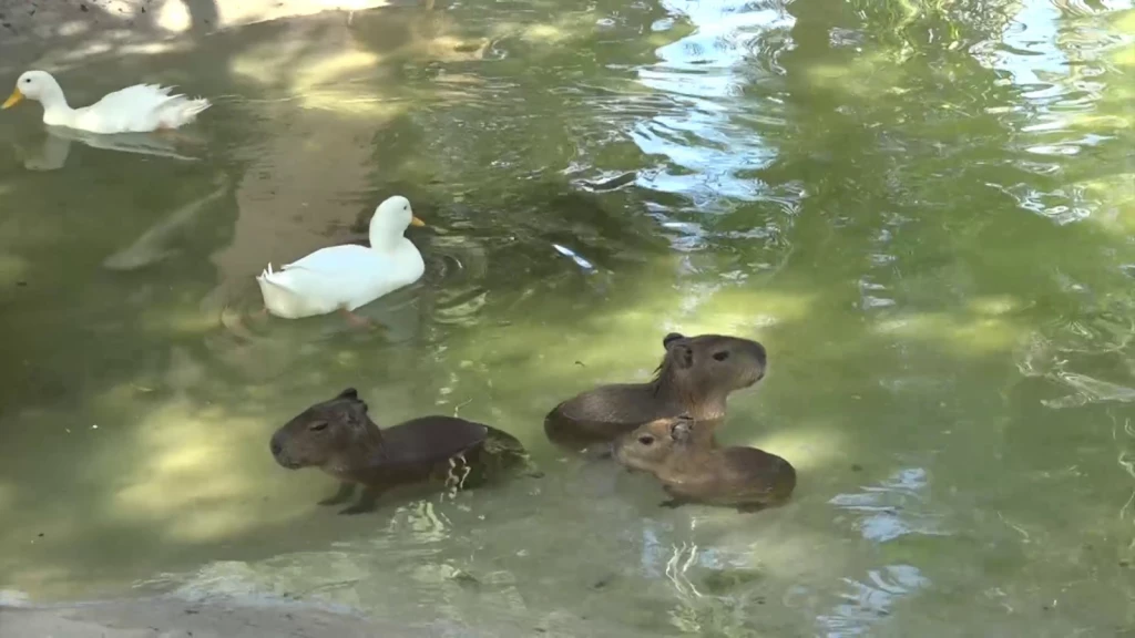 ¡A robarse el corazón de los mazatlecos! Llegan cuatro capibaras al Acuario de Mazatlán