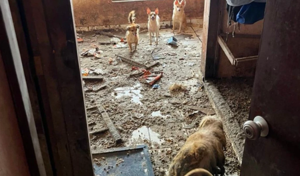 ¿Síndrome del Arca de Noé? Personas que acumulan animales podrían padecerlo