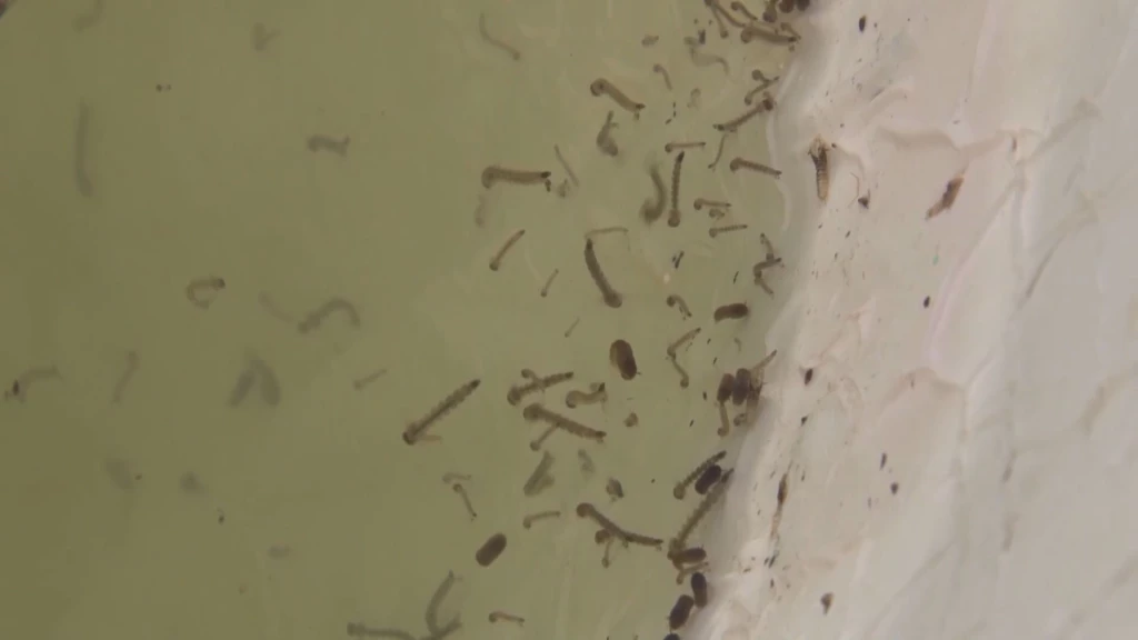 Eldorado concentra mayor número de casos de dengue