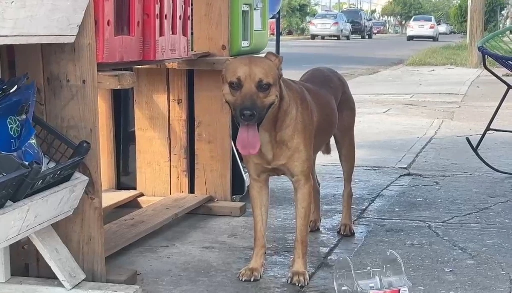 ¡Cuidemos a los peluditos del calor extremo!