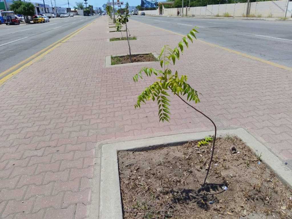 ¡Le dan un toque más verde a Mazatlán! Con Campaña de reforestación 2025 “Mazatlán en Equilibro