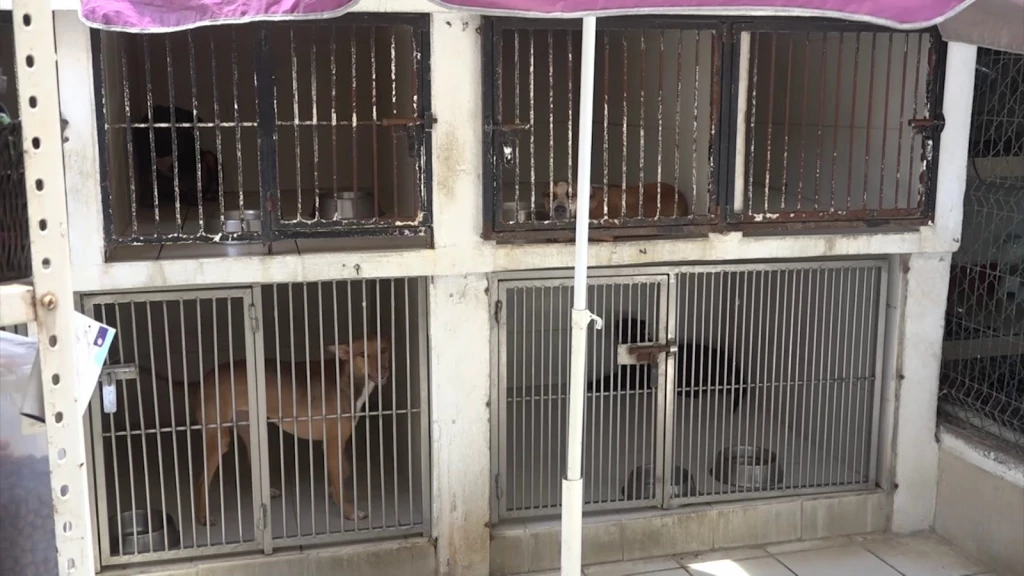 La educación desde la infancia sobre la tenencia responsable es la clave para disminuir a perros y gatos callejeros