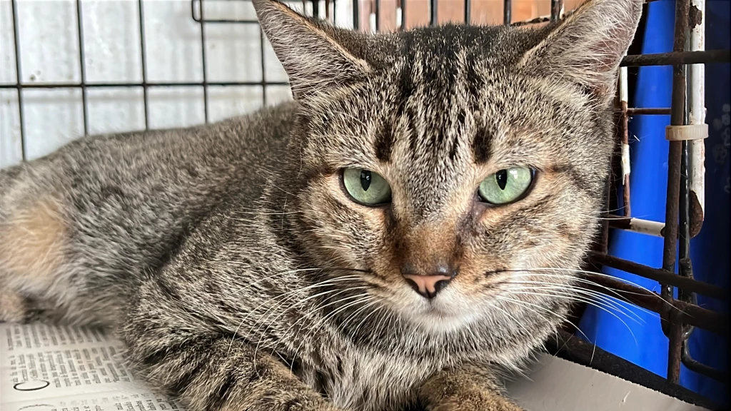 Refugio Amigos de los Animales Mazatlán invita a celebrar el Día Internacional del Gato con adopciones responsables