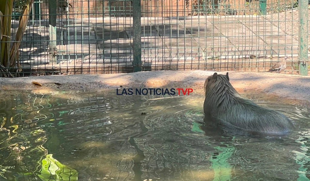 ¡No hay capybara perdida en el zoológico de Culiacán!