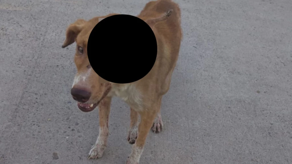 Crueldad animal en Ahome: perrito pierde un ojo tras agresión con machete
