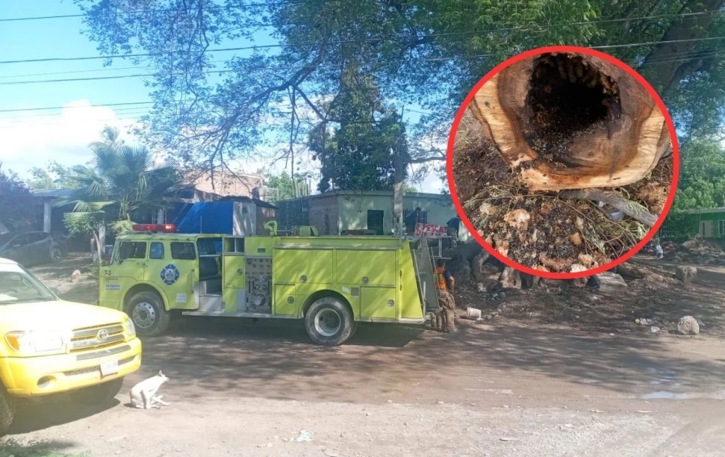 ¡Atención! Hasta cien panales de abejas retira Protección Civil Guasave al mes
