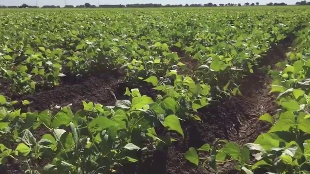 Vegetales y cosechas de Sinaloa están libres de plagas 