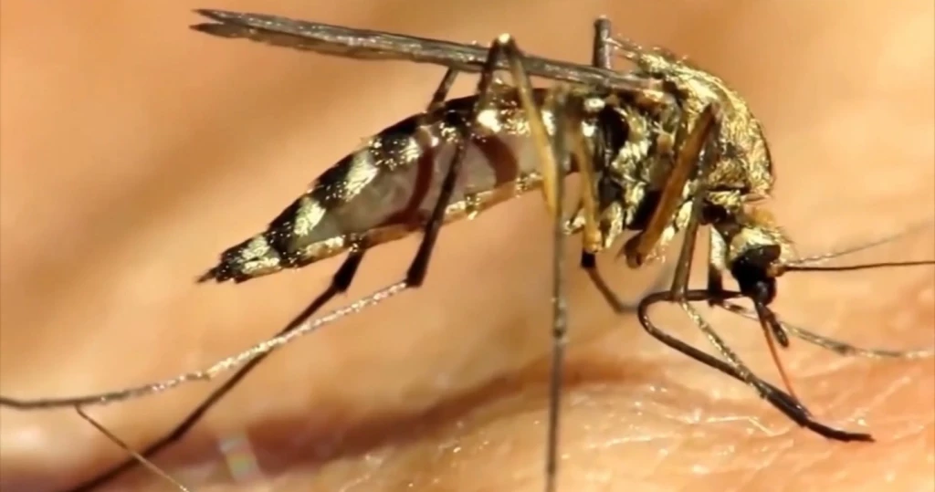 ¡Alerta! Se reportan 26 casos de dengue en Ahome