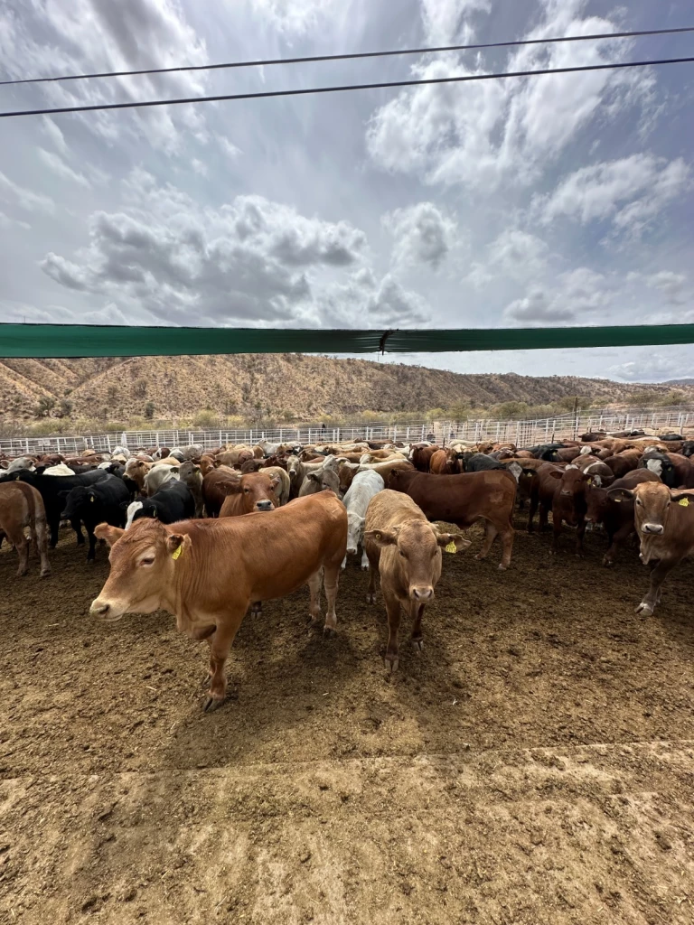 Inicia USDA revisión en Sonora para reabrir exportación de ganado