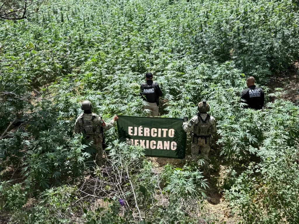 AMIC y Defensa destruyen millar de plantas de marihuana en Cananea