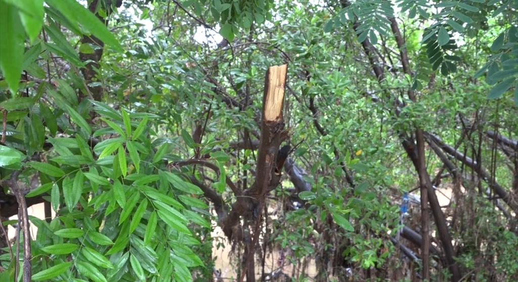 Tras la reciente poda del manglar del arroyo Jabalines, CBTIS No. 51 fortalece conciencia y protección ambiental