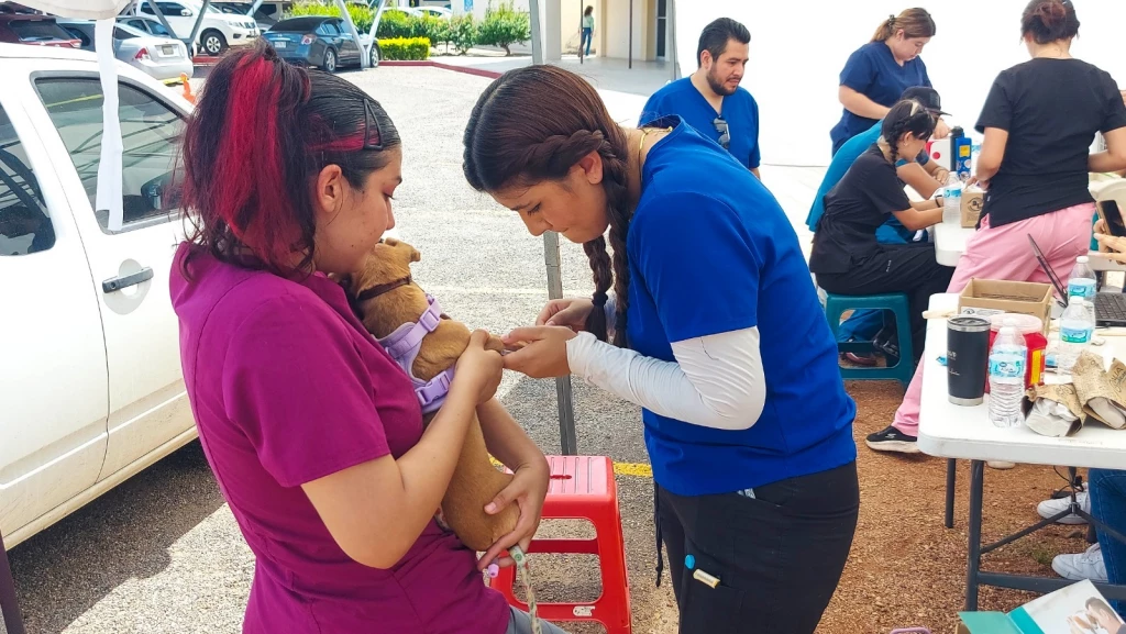 Realizan jornada gratuita de vacunación y esterilización para mascotas en ITSON