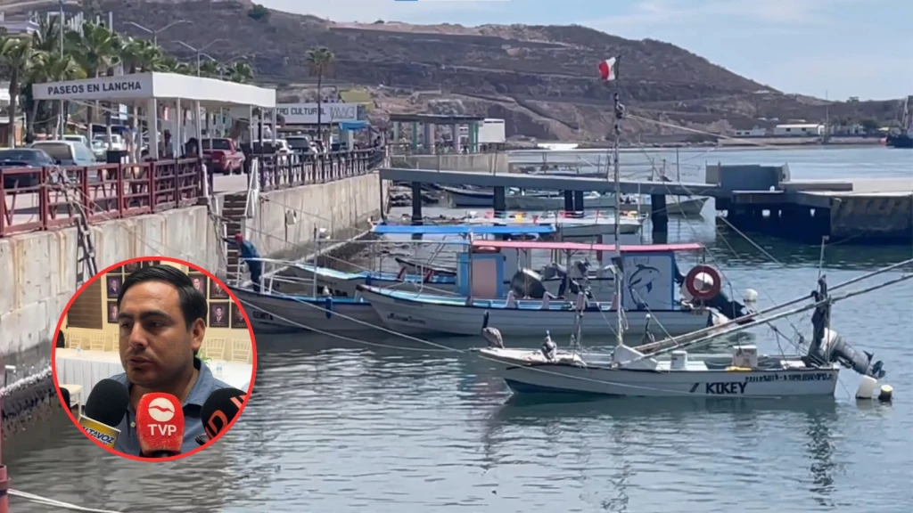 Producción de camarón en Topolobampo registra entre 150 y 200 kilos diarios