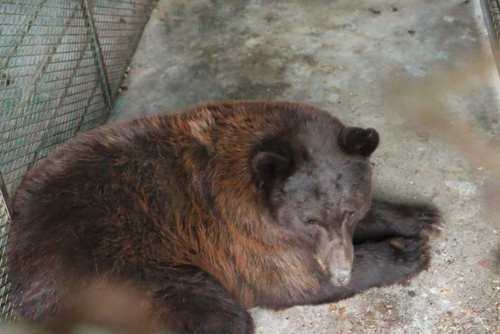 Regresa a casa: Osa negra es liberada en la sierra de Sonora