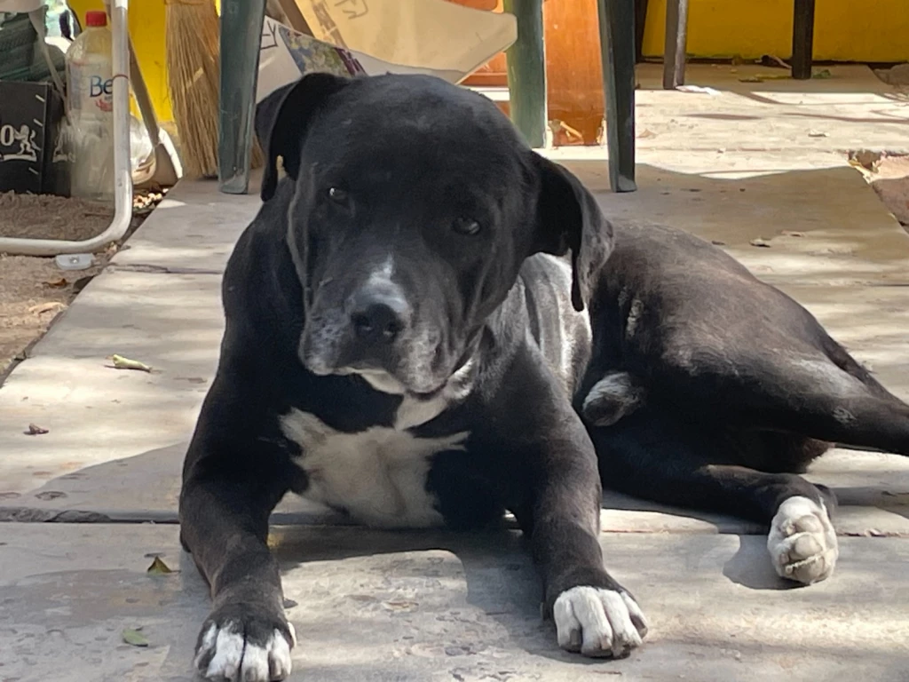 Alcalde de Ahome revisará situación del centro de Control y Bienestar Animal