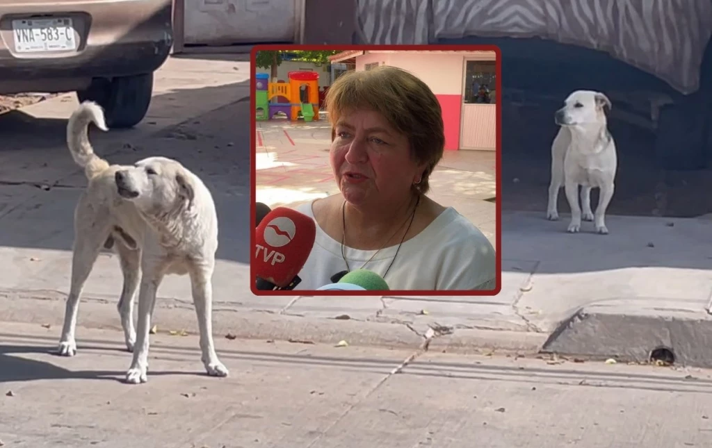 ¿Cuál es la función del Antirrábico de Los Mochis? Esto sabemos