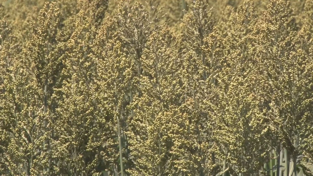 Productores ven oportunidad de exportar sorgo a China