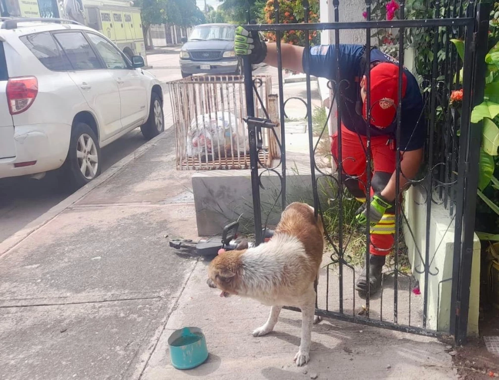 Rescatan a perro atorado en barandal