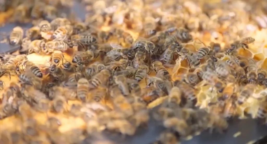 Rescatador de abejas mazatleco hace un llamado al respeto y la conservación de estos polinizadores