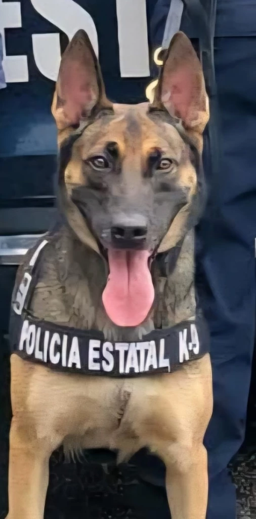 Bella II, agente K-9 de la PESP, detecta droga y detienen a hombre en La Matanza