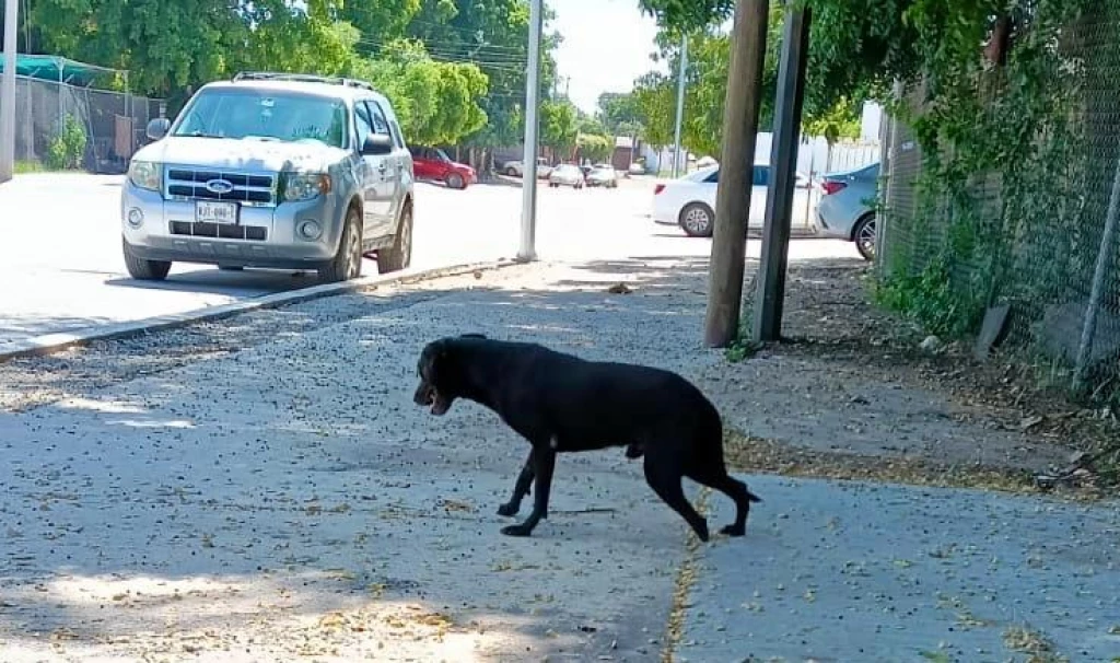 Protección Civil Municipal rescata a perrita con discapacidad en Culiacán
