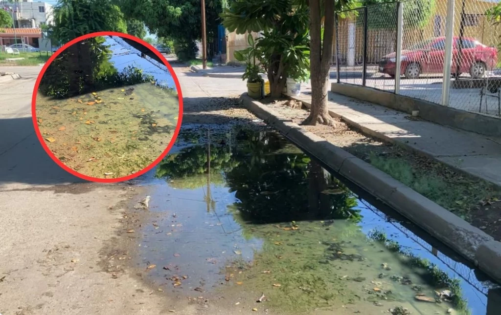 Desde hace dos años reportan una fuga de aguas negras en el sector Macapule