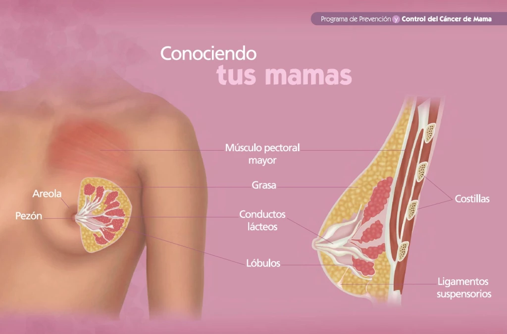 Más de 8 mil 400 mujeres murieron en el 2024 por  cáncer de mama