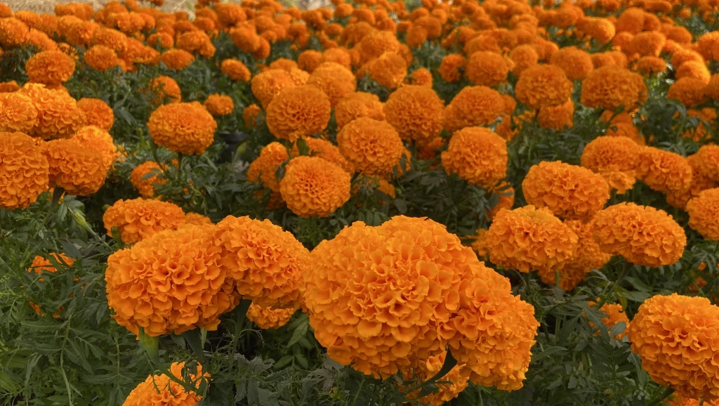 El cempasúchil: una flor especial en el Día de Muertos