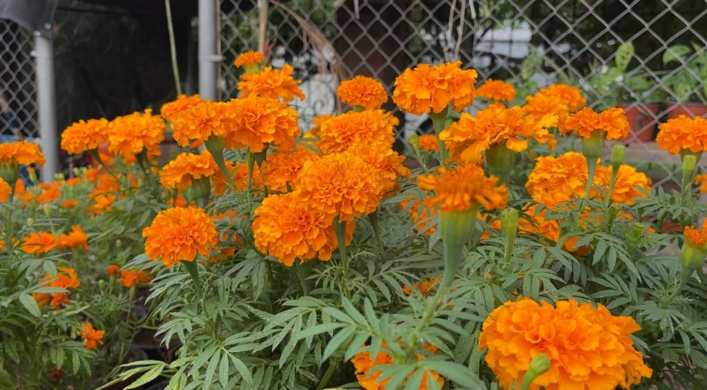 ¡Ya están aquí! Las plantas de cempasúchil en el Parque Sinaloa de Los Mochis