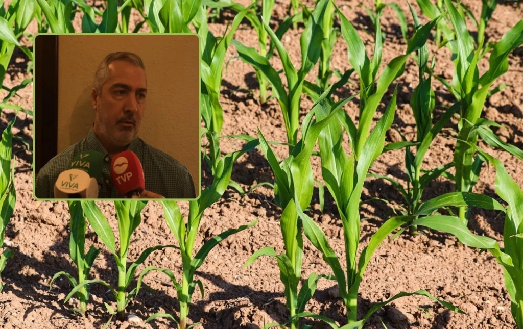 ¿Qué esperan los productores para el ciclo agrícola 2025-2026? Esto saben en la AARFS