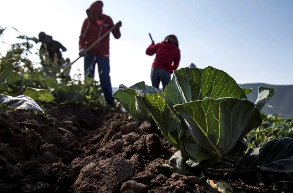 Crecen las actividades primarias en Sinaloa